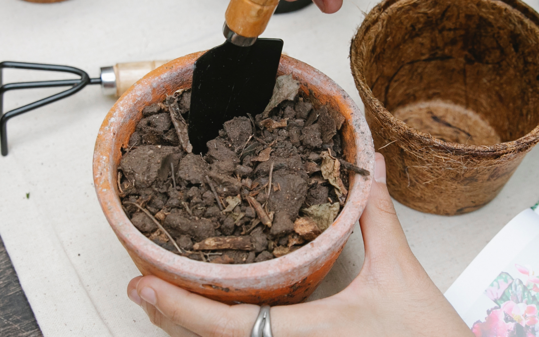 Midwest Gardening Tips for Thriving Flower Pots: What I'm Learning on My Journey